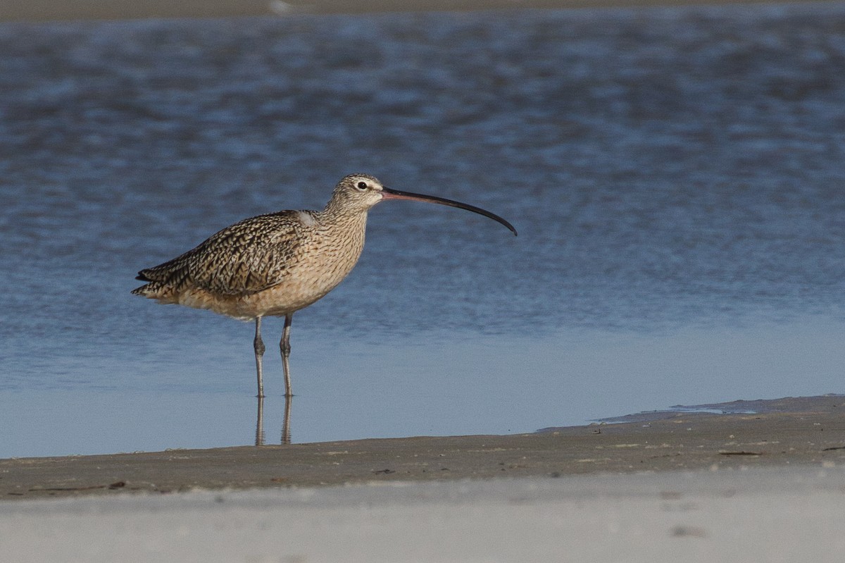 Long-billed Curlew - ML430655951