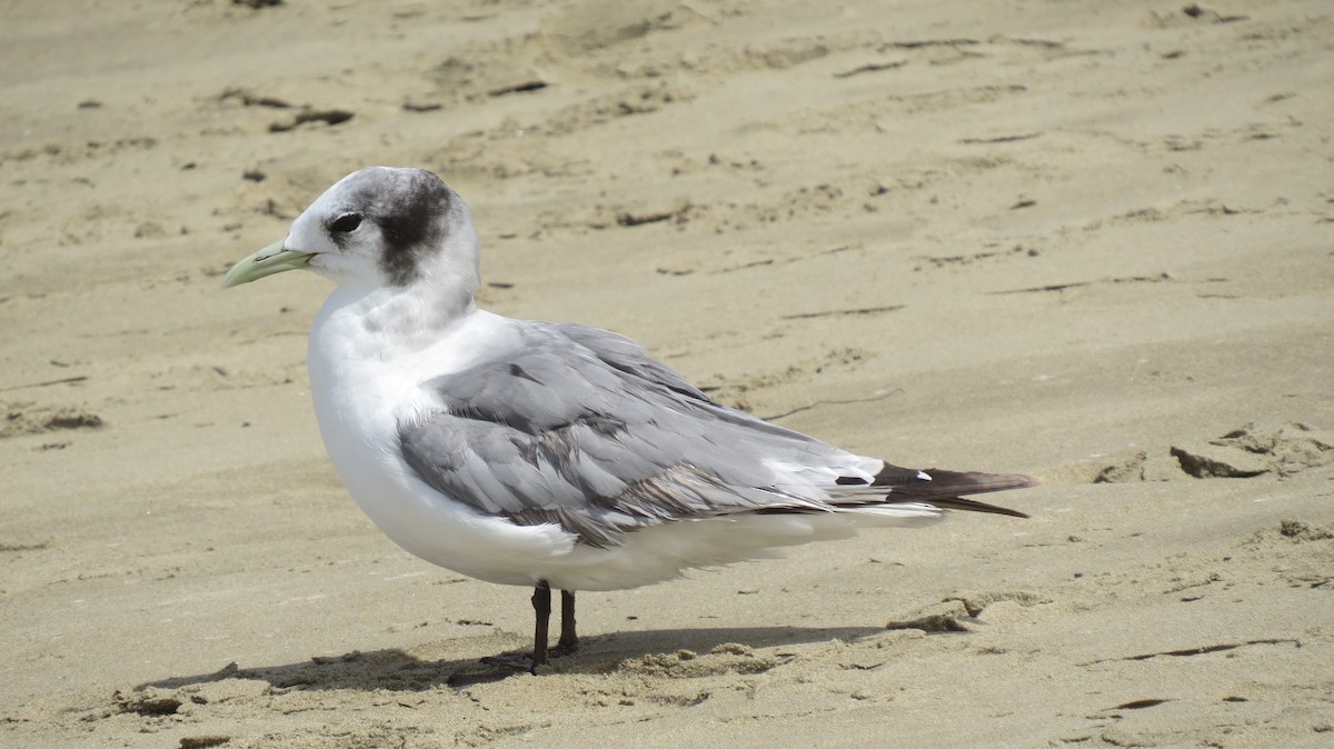 Black-legged Kittiwake - Petra Clayton