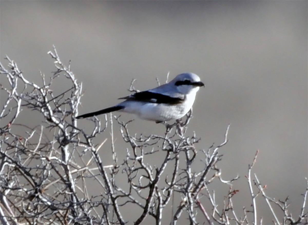 Pie-grièche boréale - ML430657071