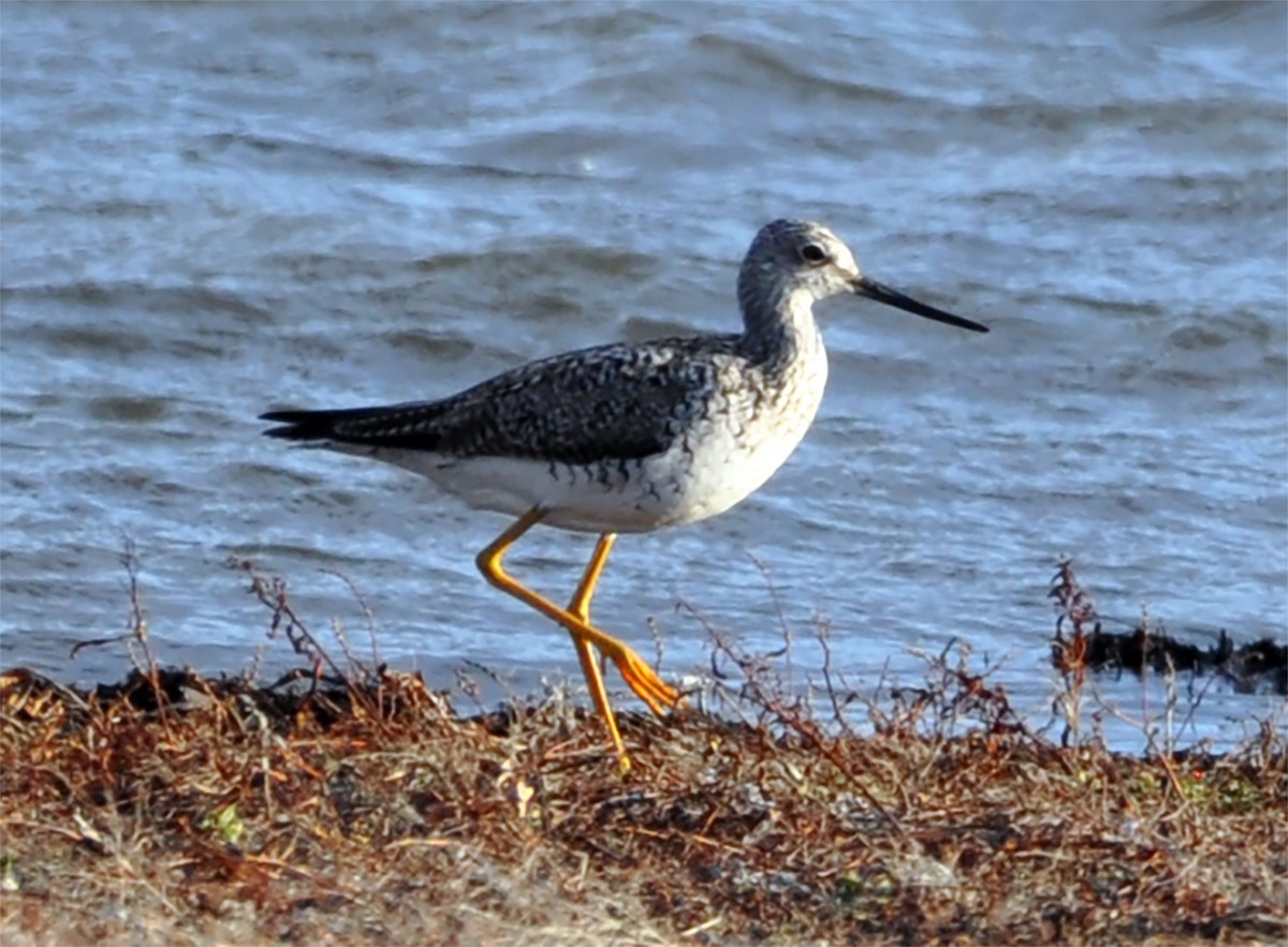 Greater Yellowlegs - ML430657371