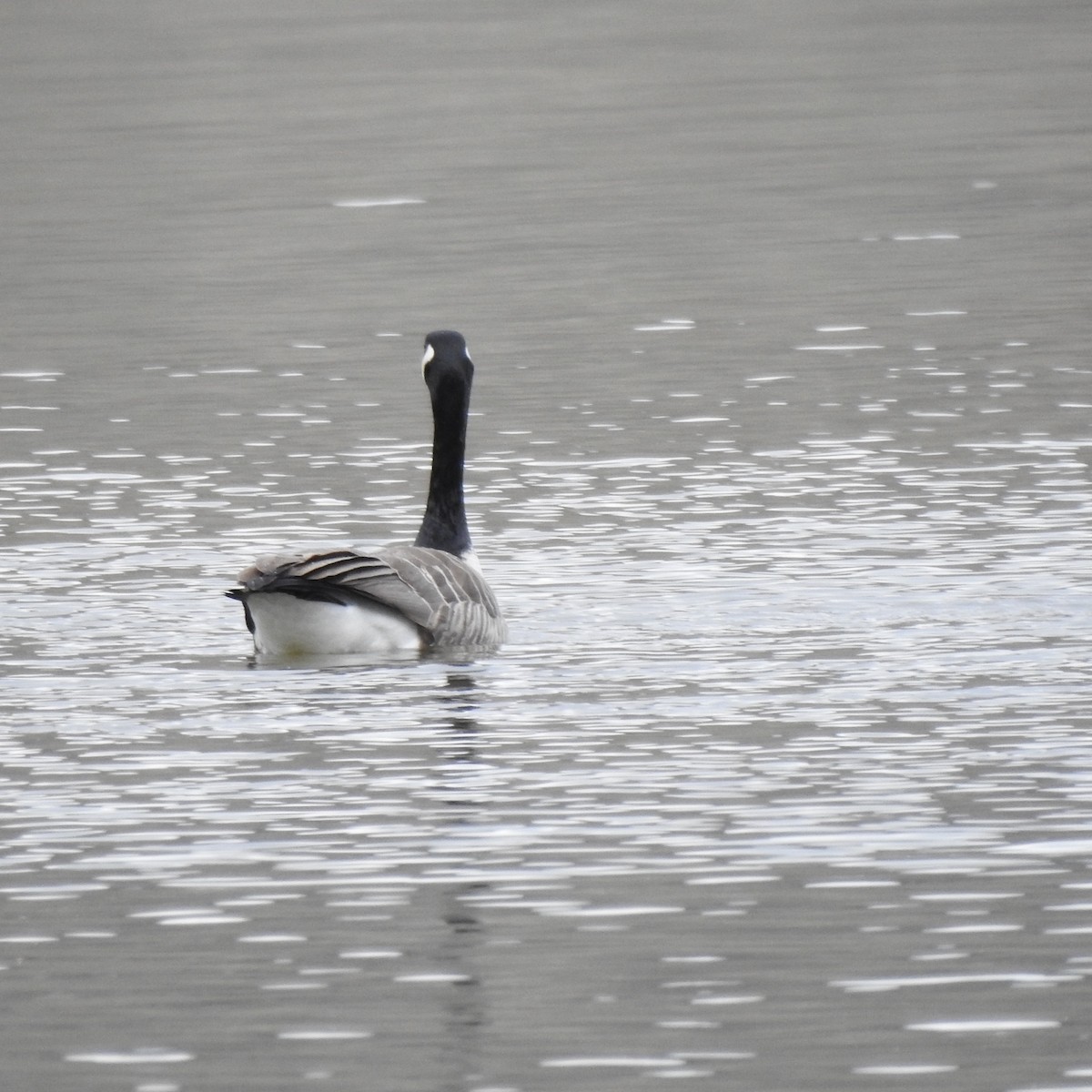 Canada Goose - ML430660071