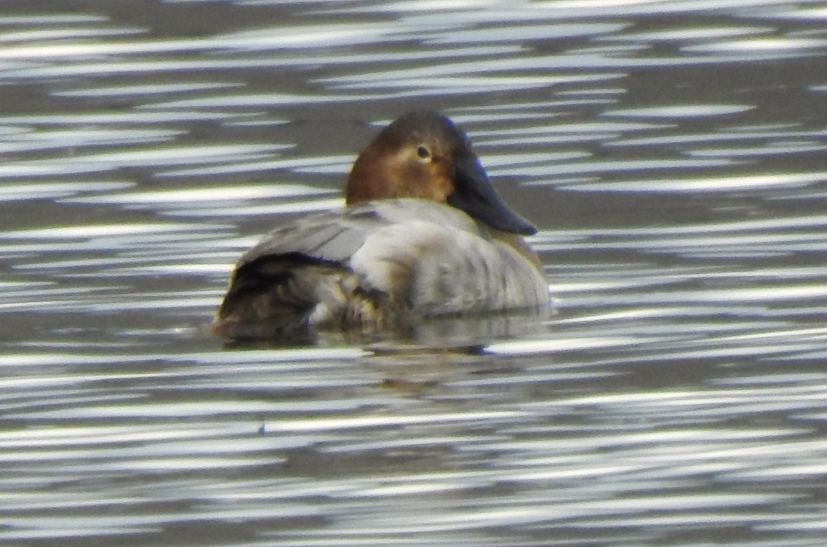 Canvasback - ML430660101