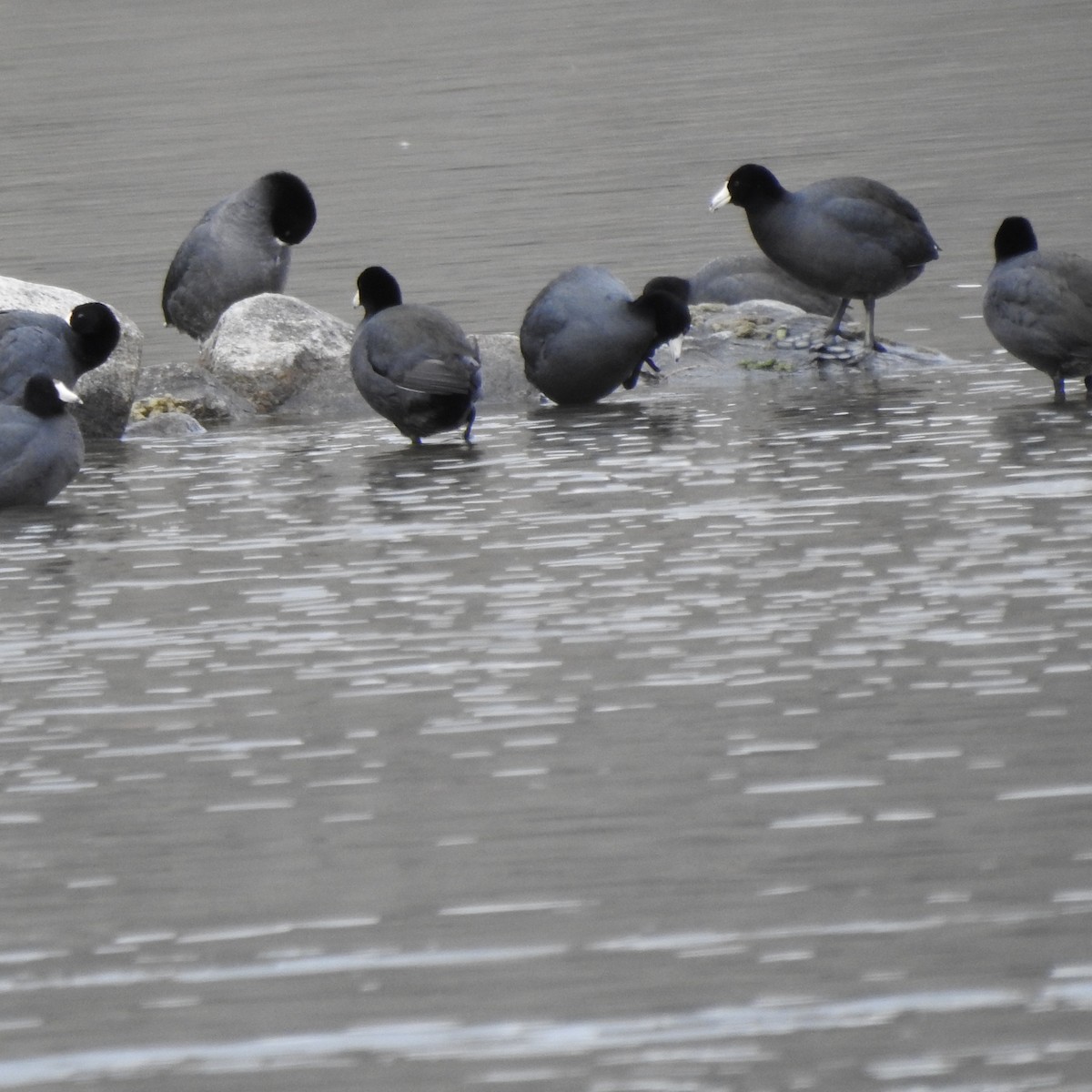 American Coot - ML430660231