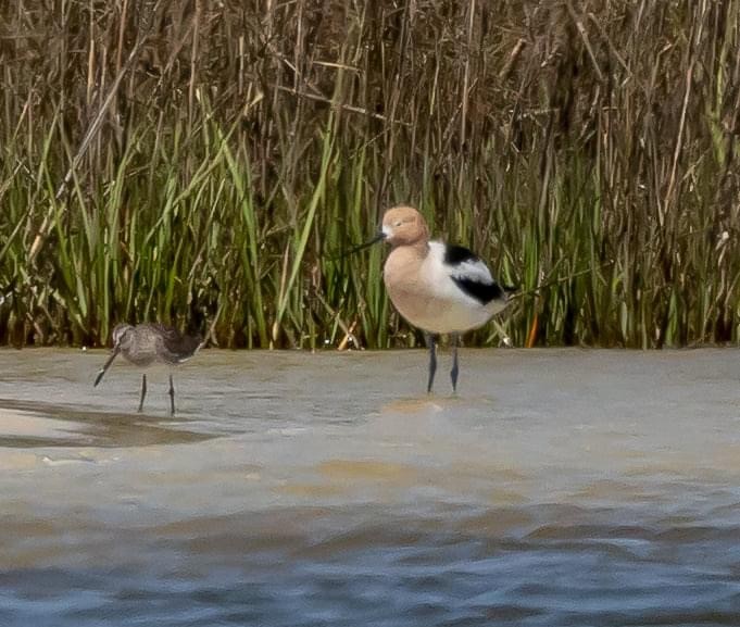 Avoceta Americana - ML430660251