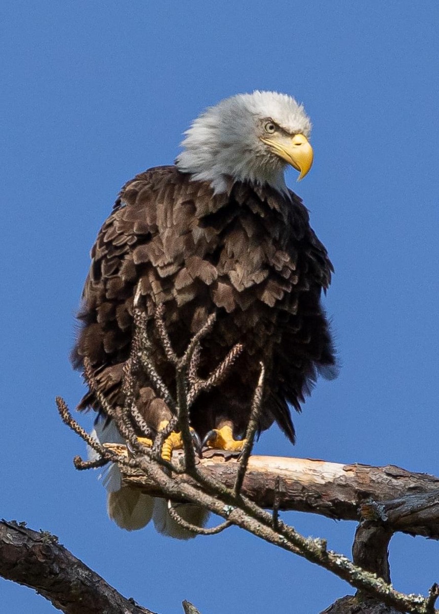 Bald Eagle - ML430660431