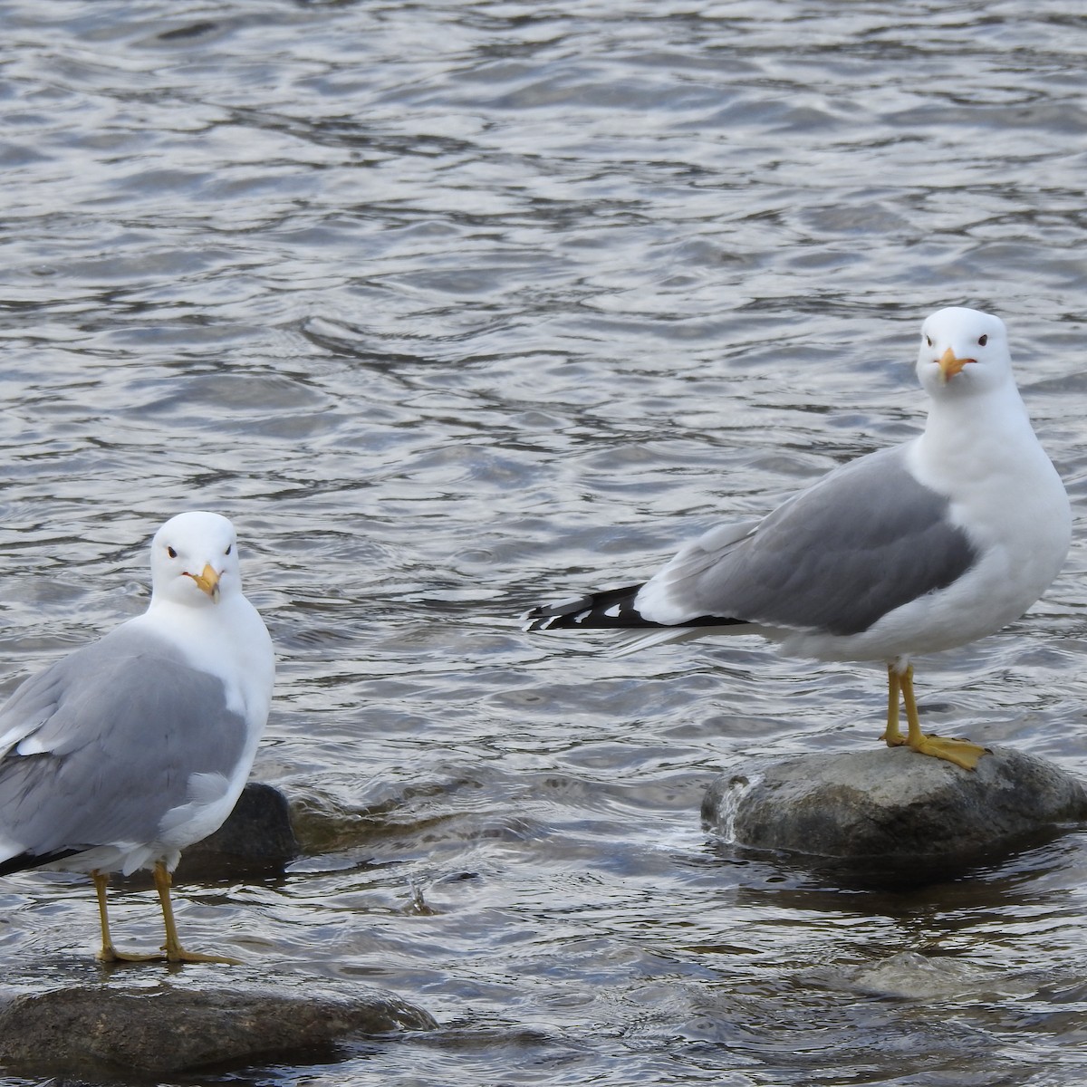 Gaviota Californiana - ML430660731