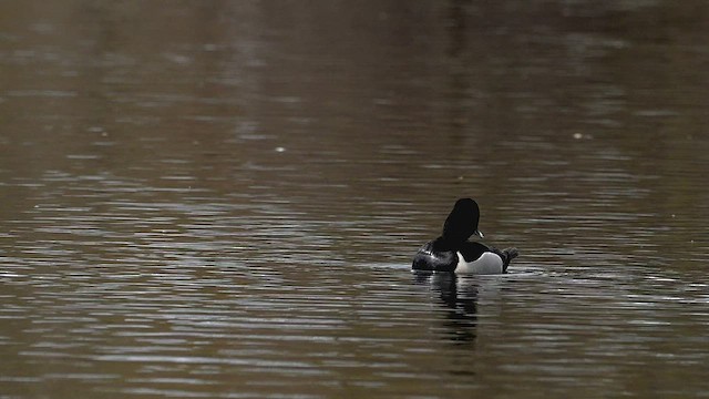 Porrón Acollarado - ML430661251