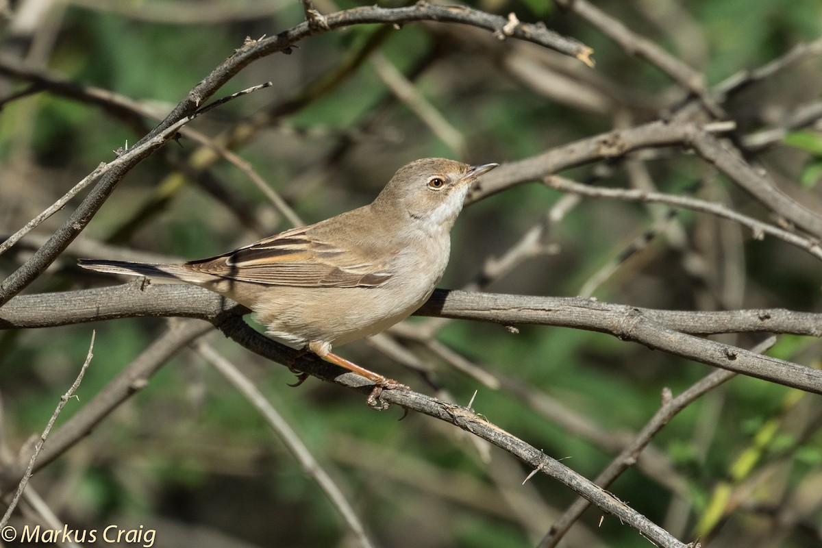 Greater Whitethroat - Markus Craig