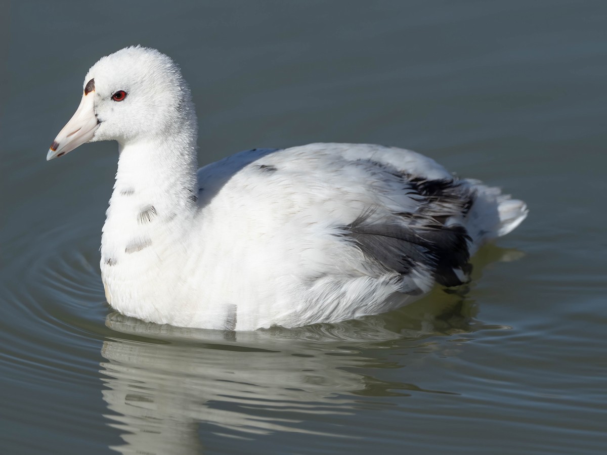 American Coot - Lee Wallace