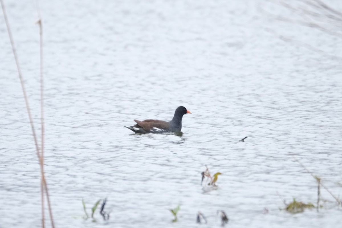 Common Gallinule - ML430664011