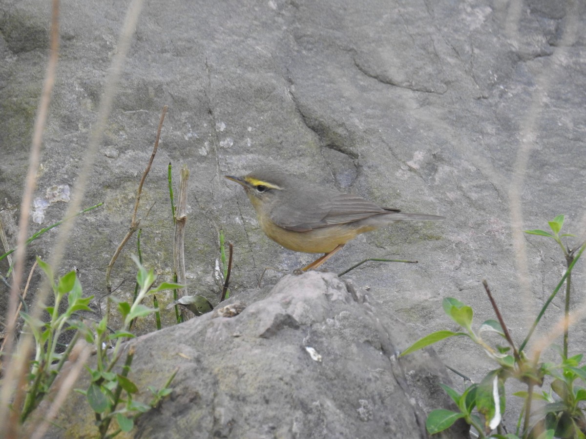 Sulphur-bellied Warbler - ML430664031