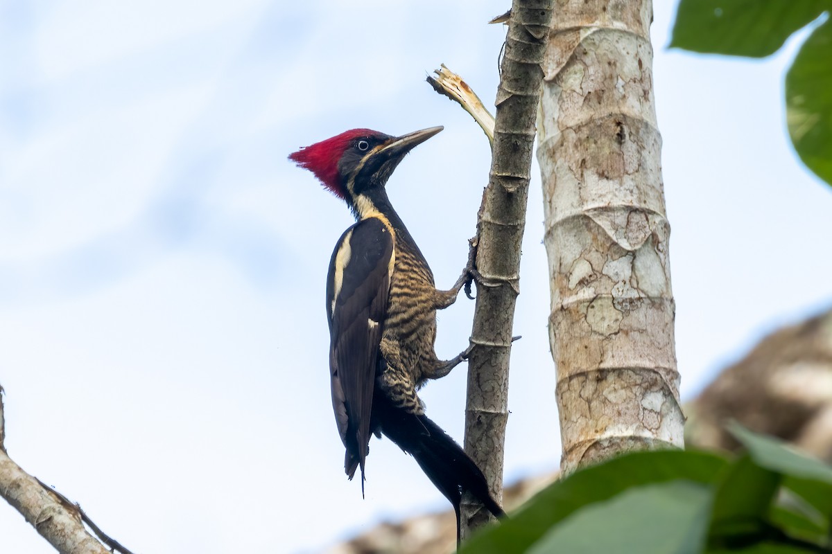 Lineated Woodpecker - ML430665261