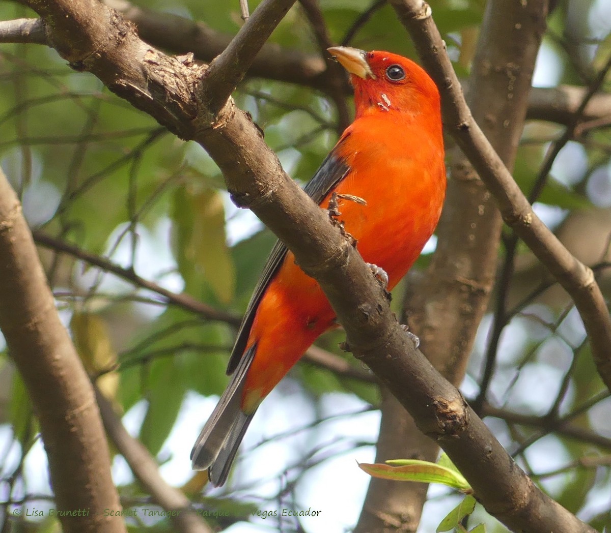 Scarlet Tanager - ML430666041