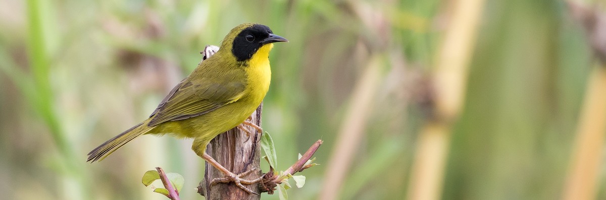 Olive-crowned Yellowthroat - Caleb Putnam