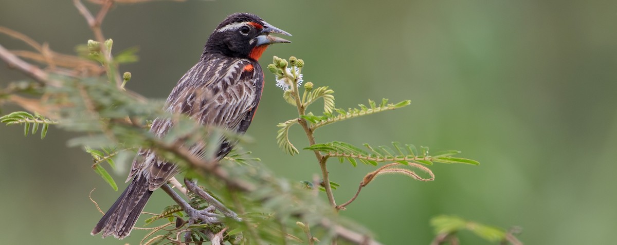 Peruvian Meadowlark - ML430667111