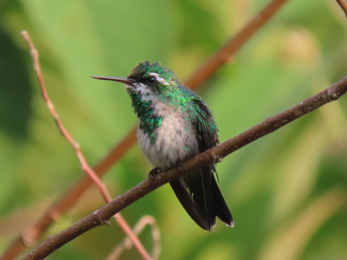 Red-billed Emerald - ML430667521