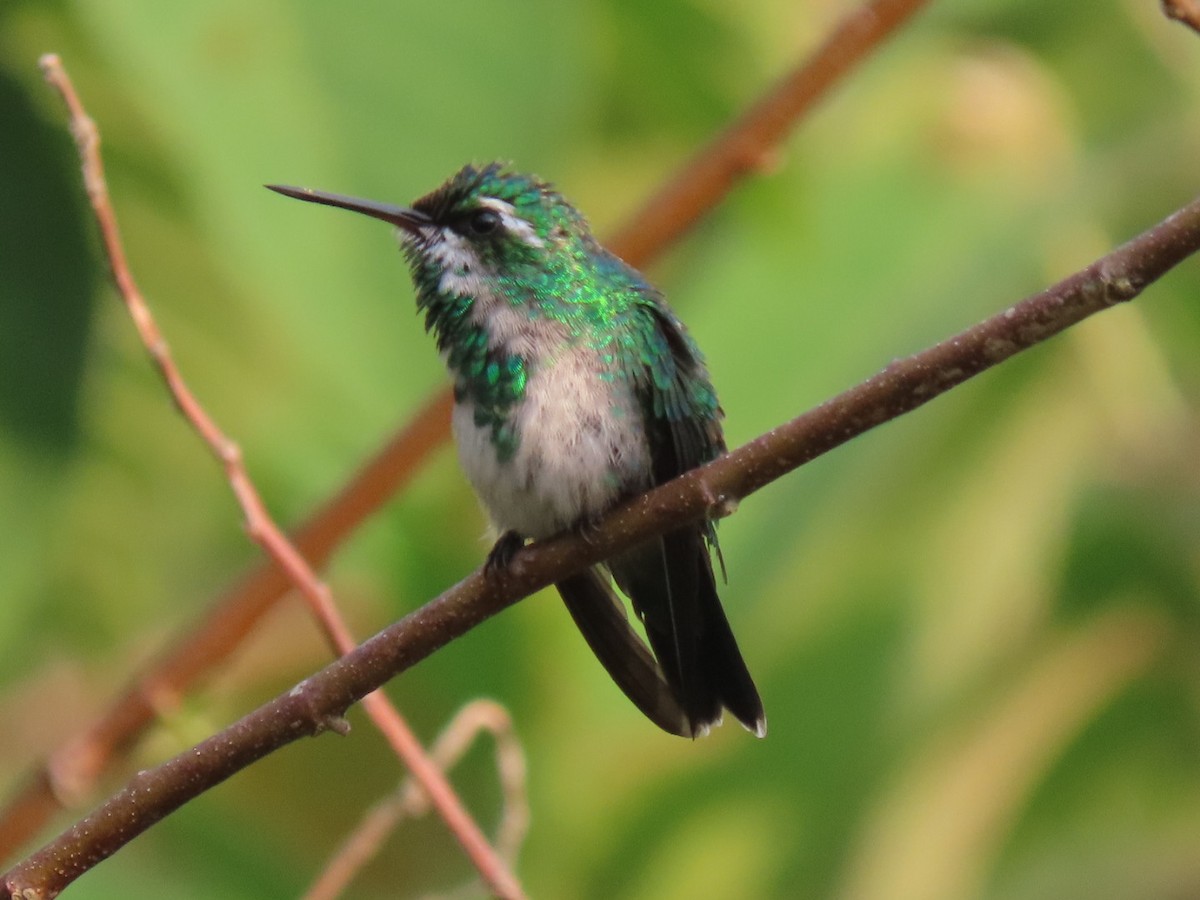 Red-billed Emerald - ML430667531