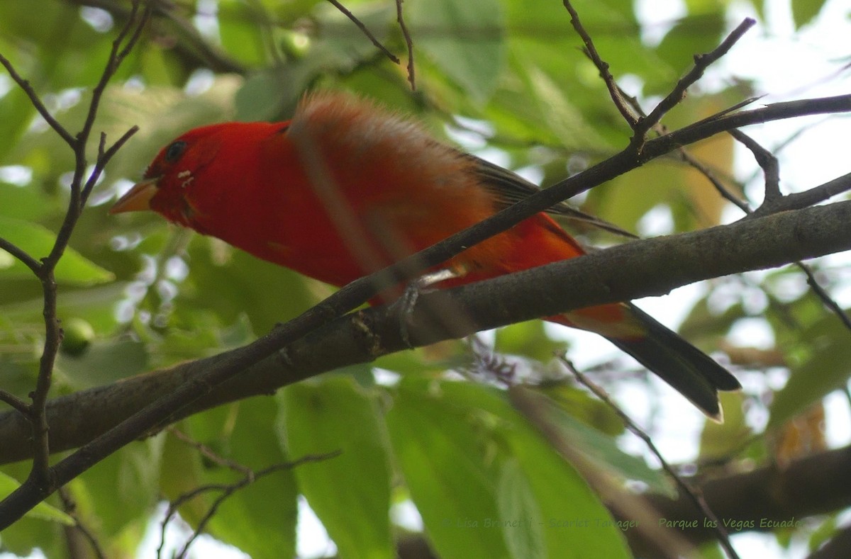 Scarlet Tanager - ML430668101