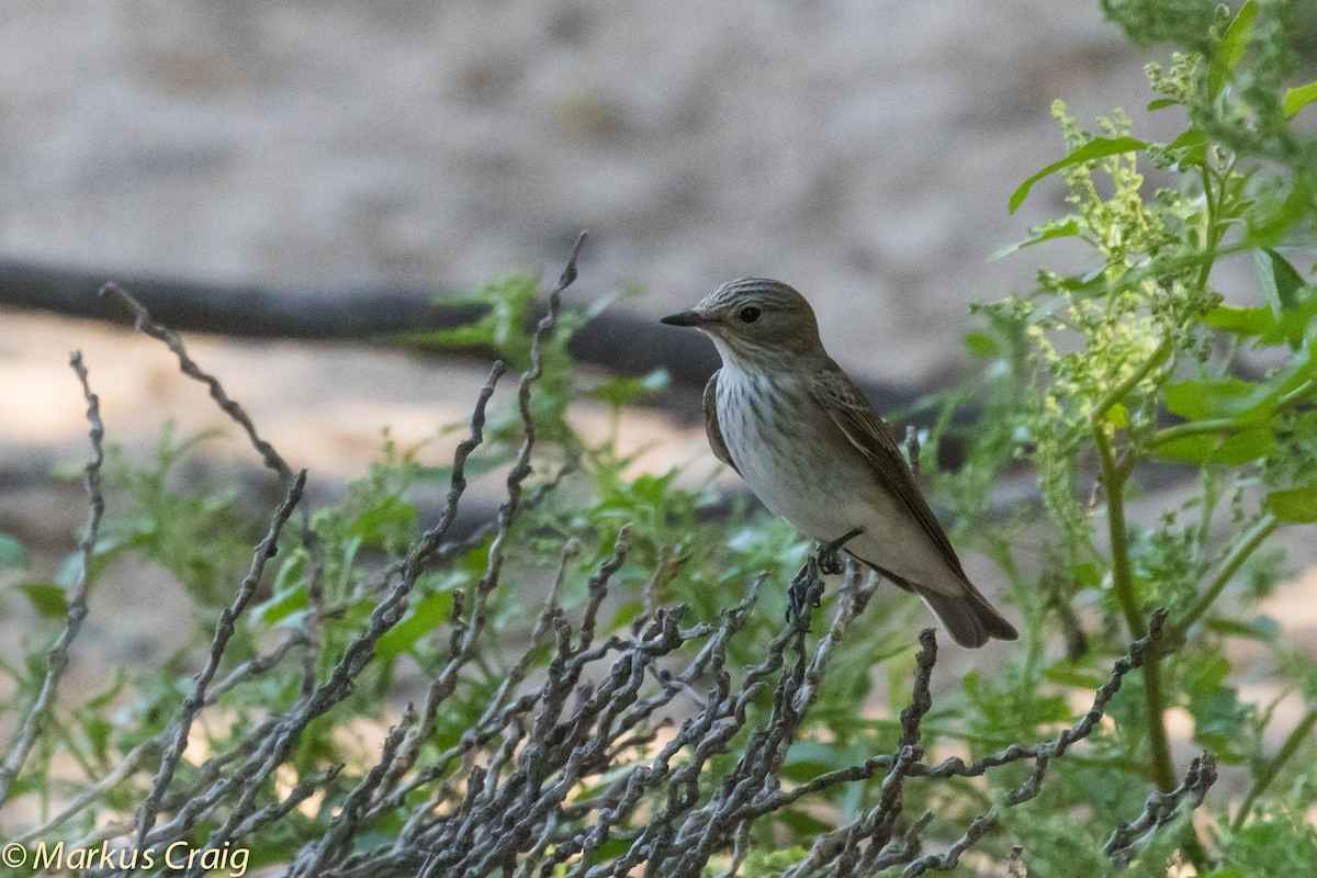 Spotted Flycatcher (Spotted) - Markus Craig