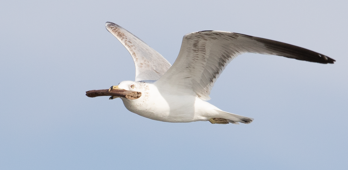 Ring-billed Gull - ML430670291