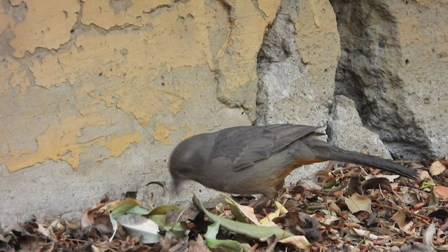 Canyon Towhee - ML430670331