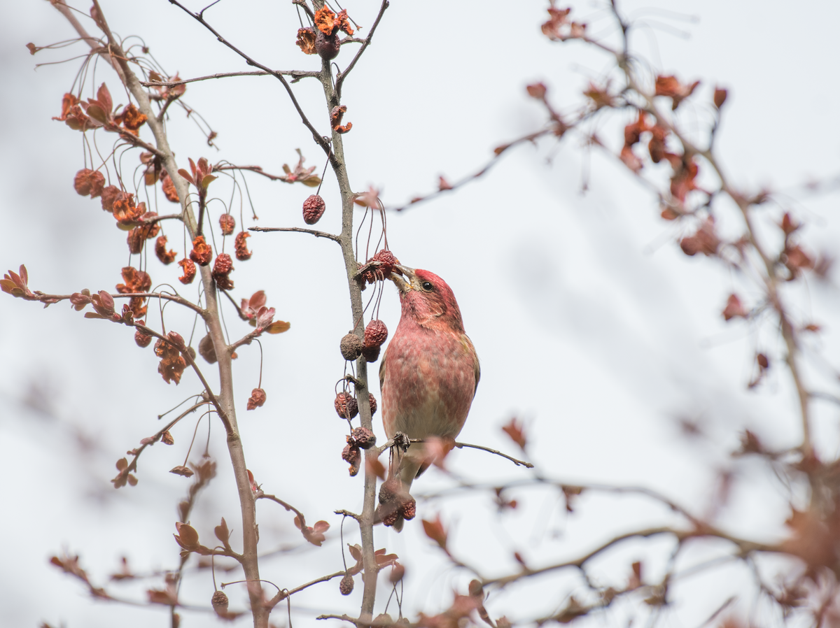 Purple Finch - ML430670341