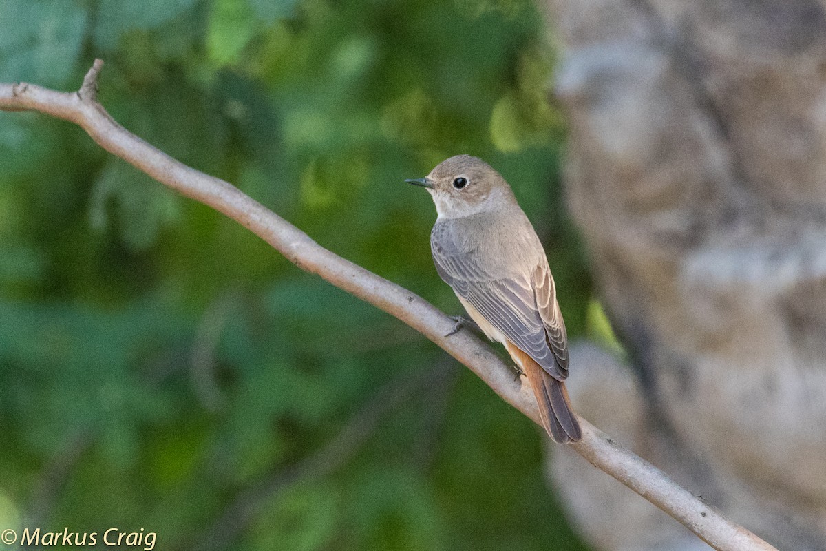 Common Redstart (Common) - Markus Craig