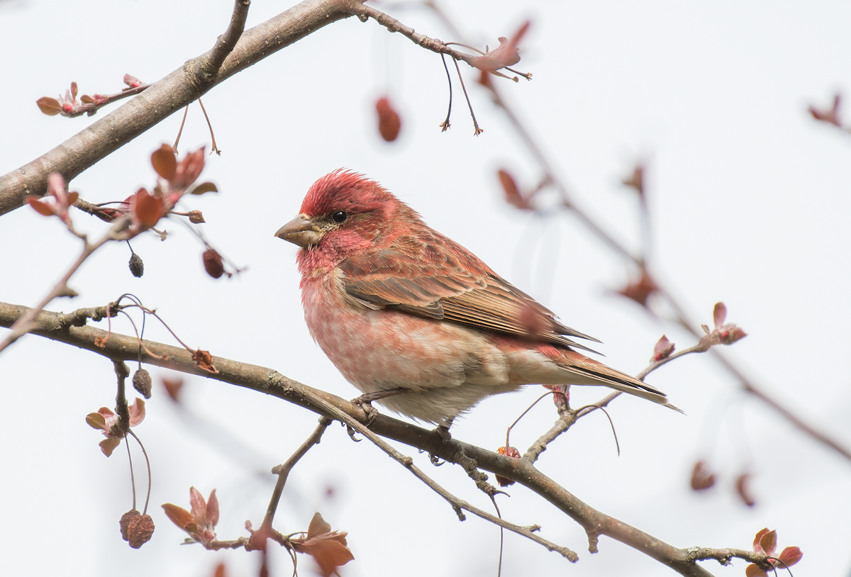 Purple Finch - ML430670541