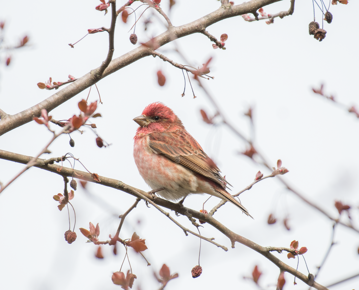 Purple Finch - ML430670631