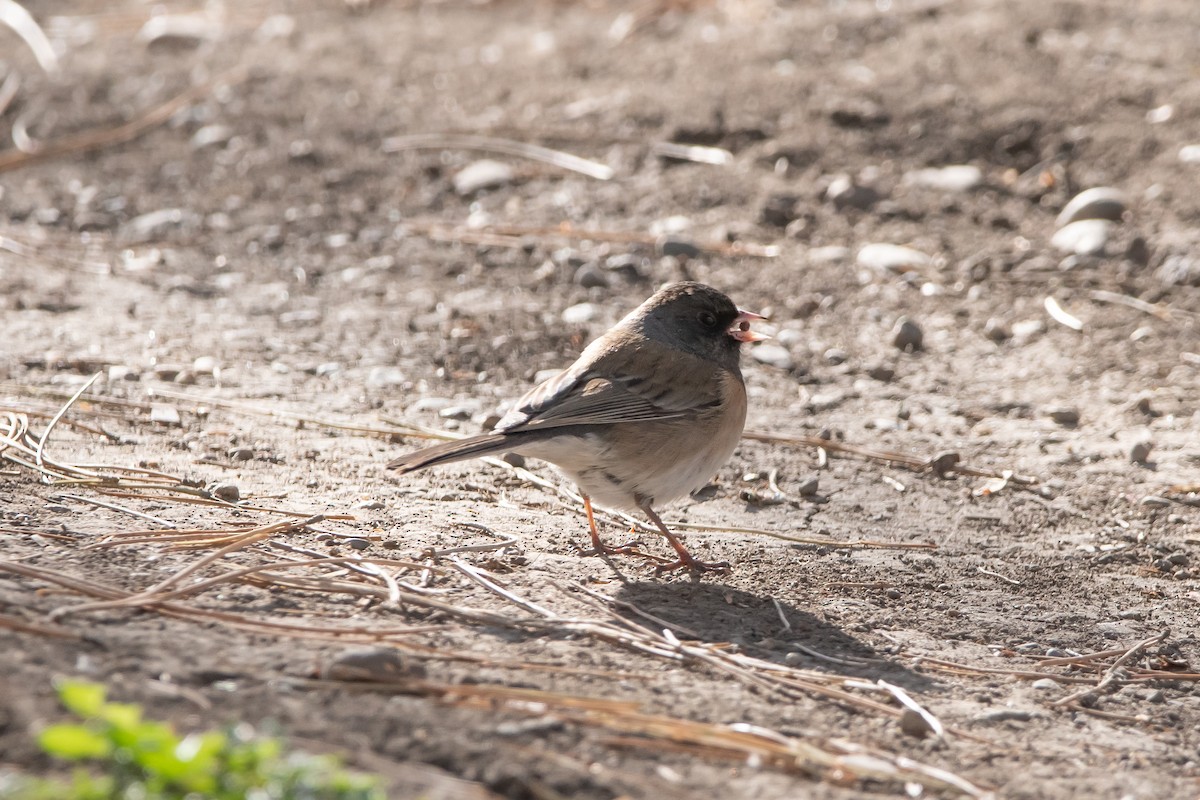 Junco Ojioscuro - ML430670991