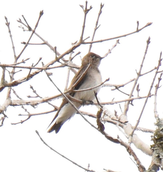 Northern Rough-winged Swallow - ML430671131