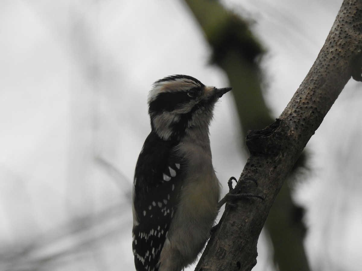 Downy Woodpecker - ML43067131