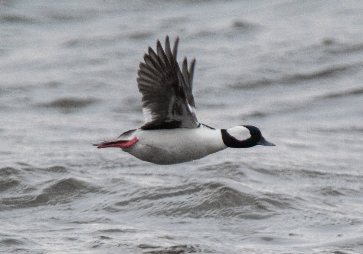 Bufflehead - ML430671981