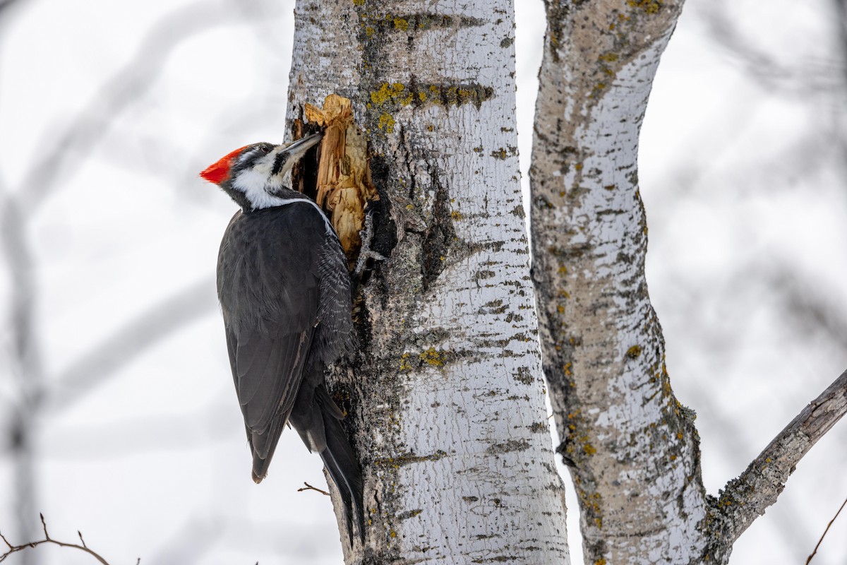 Pileated Woodpecker - ML430672131