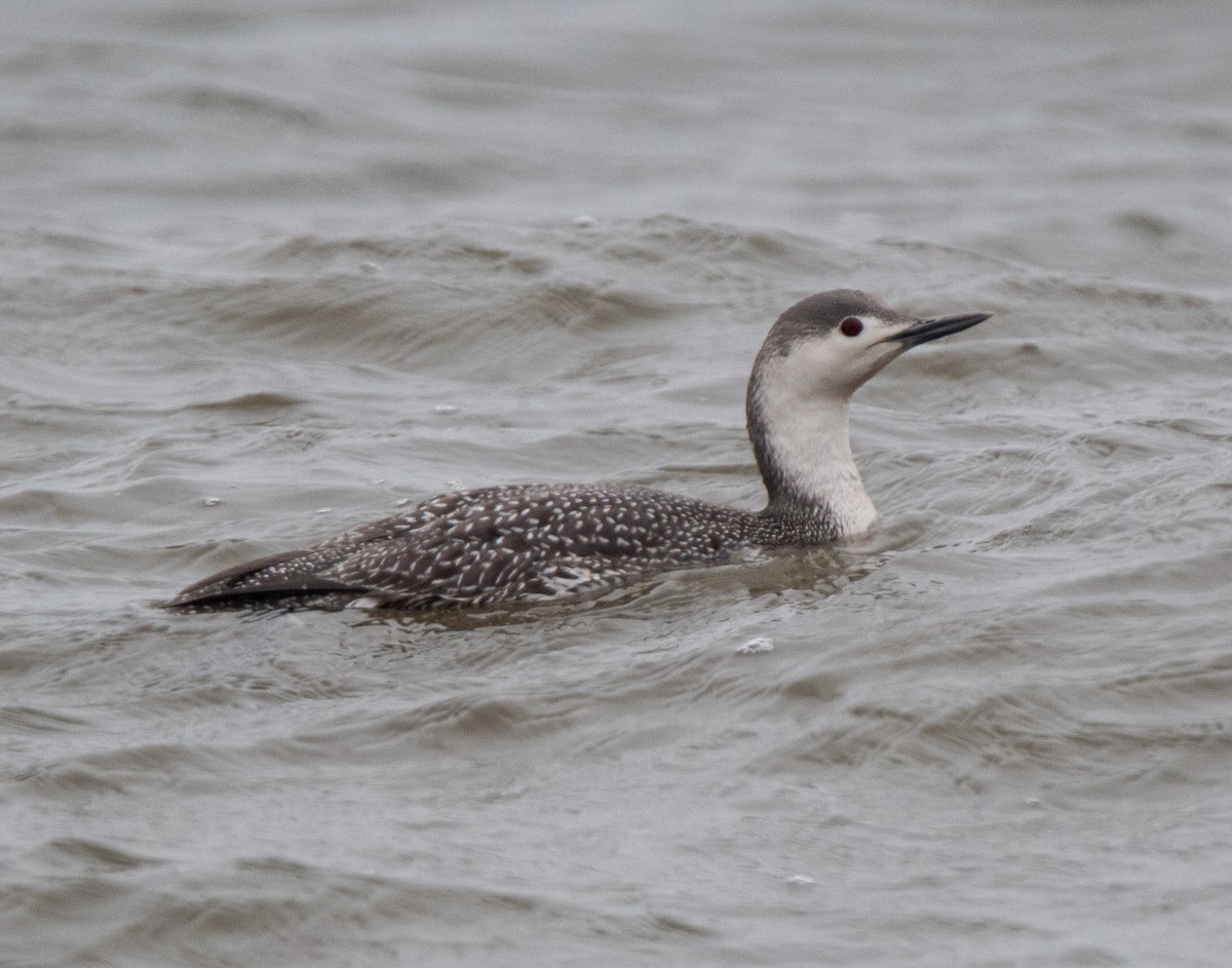 Red-throated Loon - ML430672581