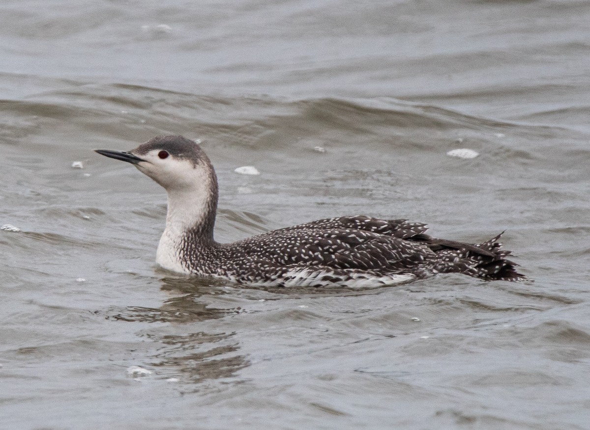 Red-throated Loon - ML430672621