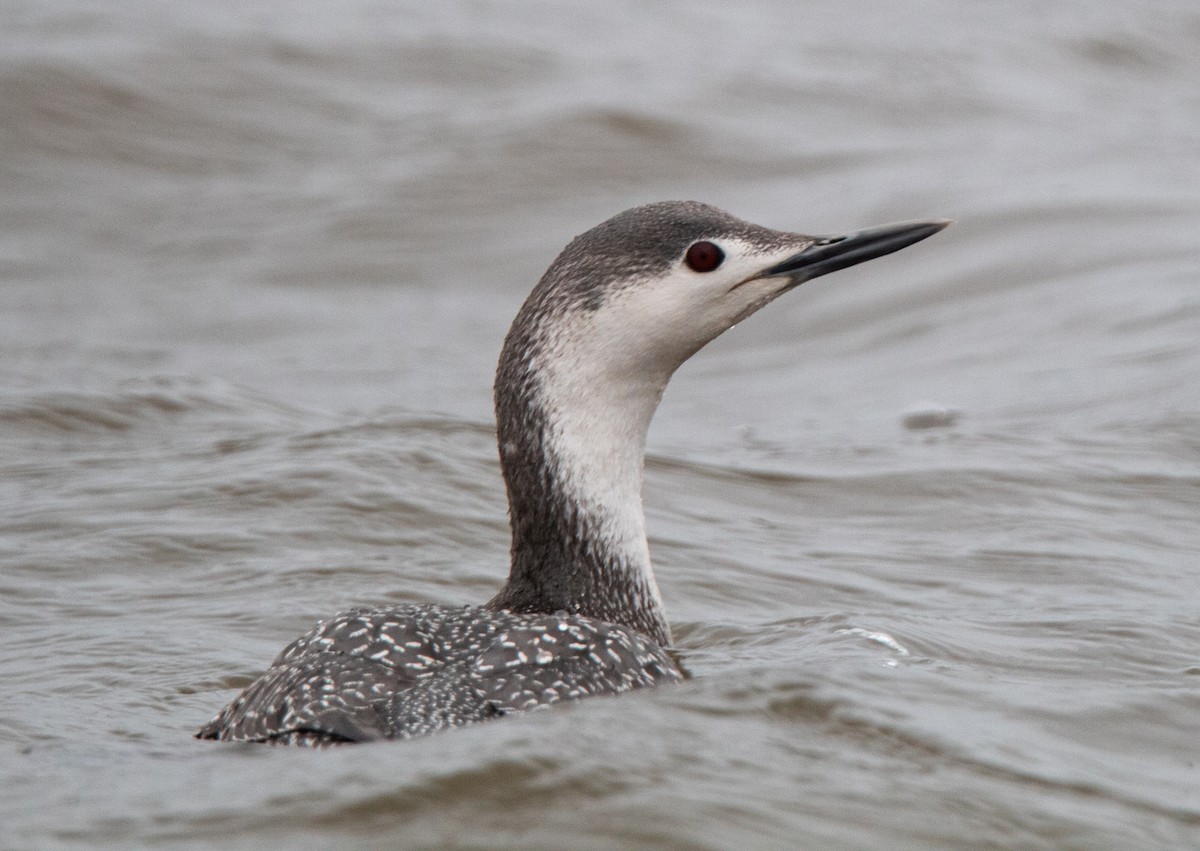 Red-throated Loon - ML430672651