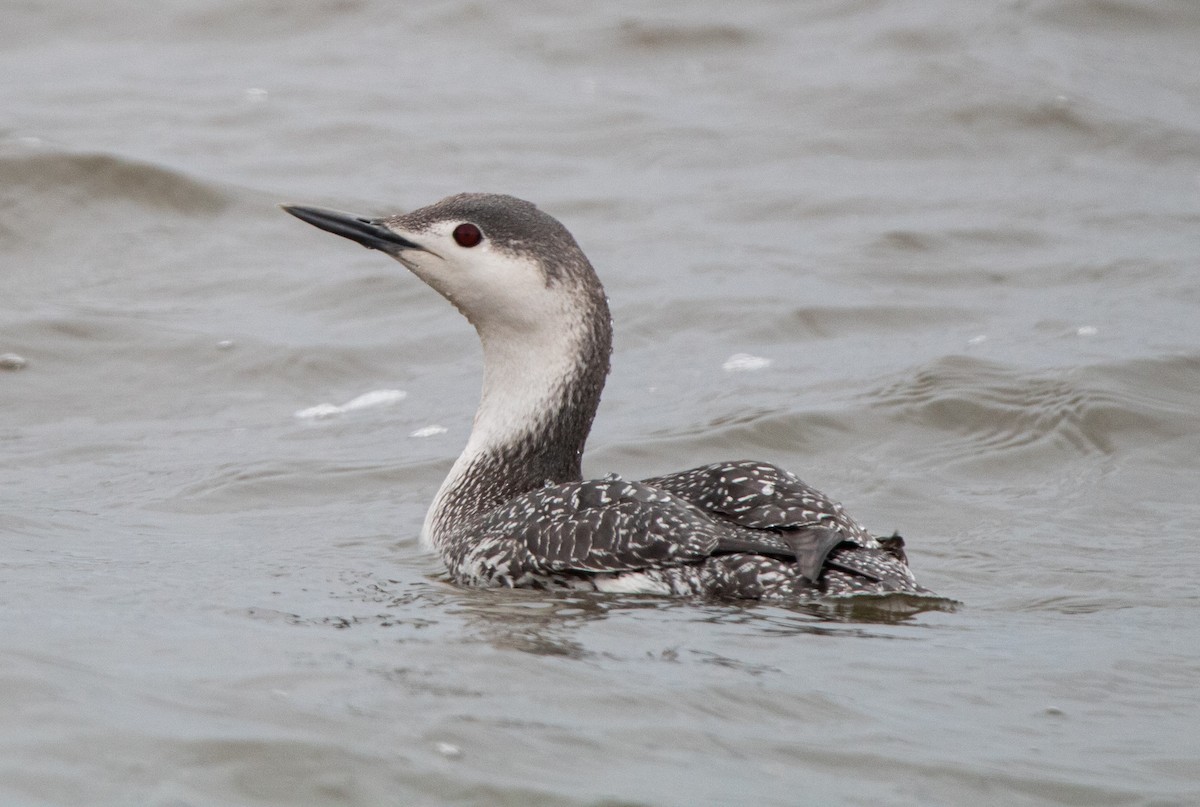 Red-throated Loon - ML430672661