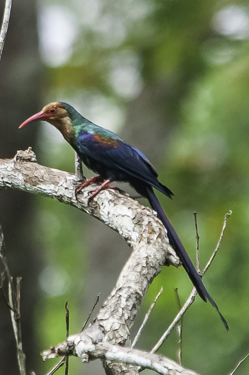 White-headed Woodhoopoe - ML430673031