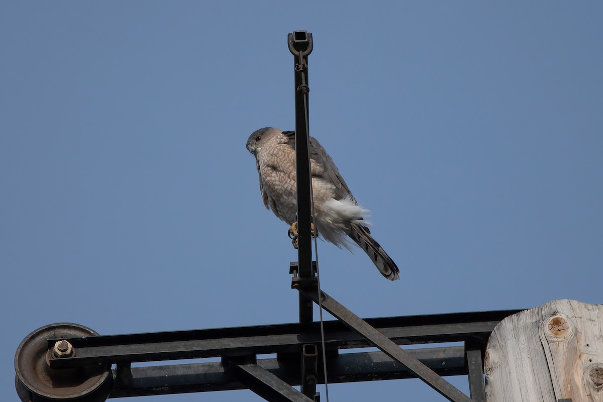 Cooper's Hawk - ML430673331