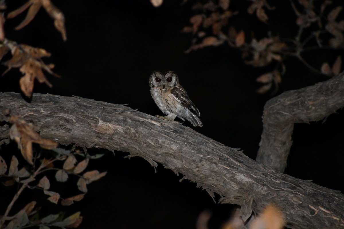 Oriental Scops-Owl - Rajmeher Nishane