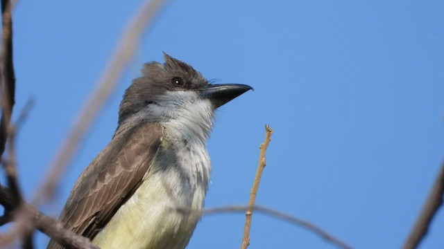 Thick-billed Kingbird - ML430675881