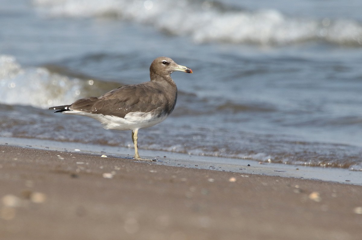 Gaviota Cejiblanca - ML430676521