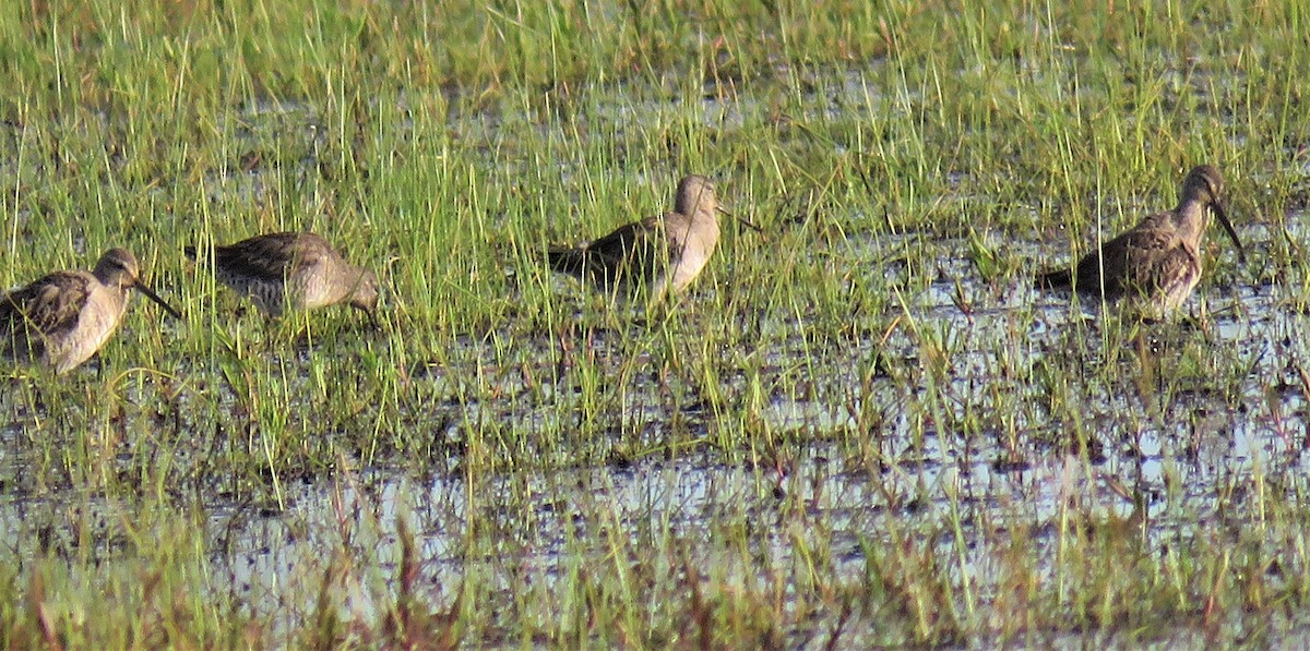 Short-billed/Long-billed Dowitcher - Pam Otley