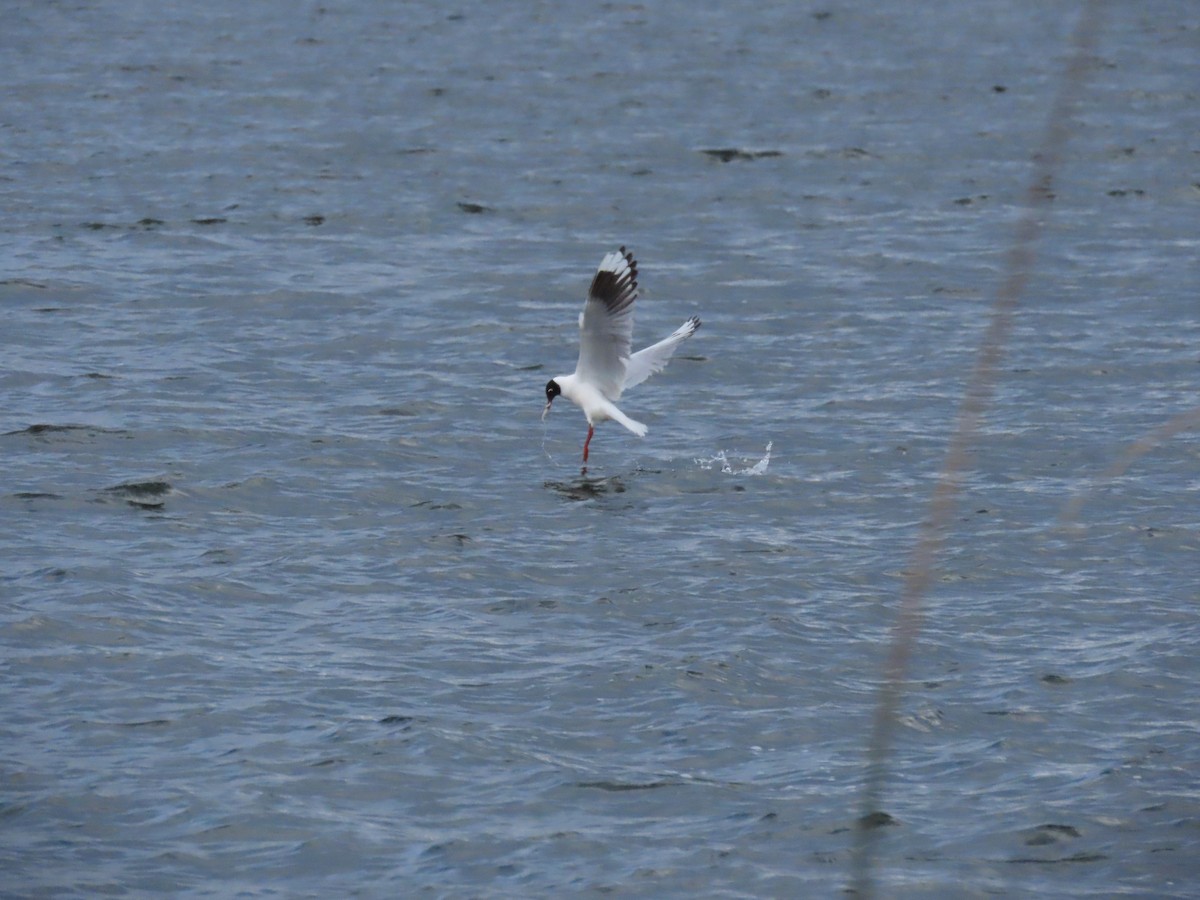 Andean Gull - ML430677681