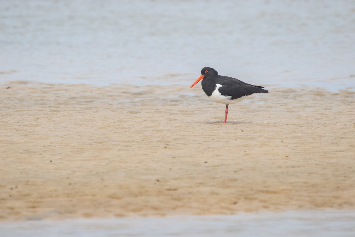 Pied Oystercatcher - ML430679601