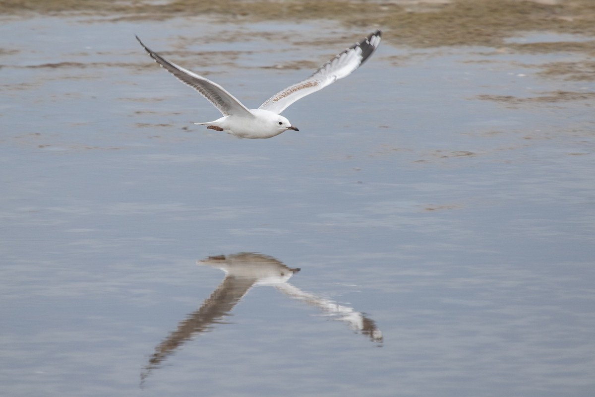 Gaviota Plateada - ML430679691