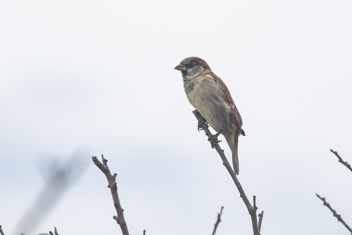 House Sparrow - Ramit Singal
