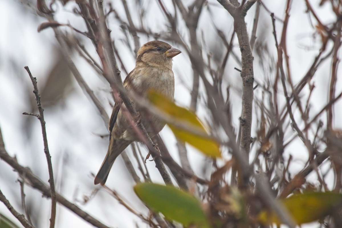 House Sparrow - ML430679801