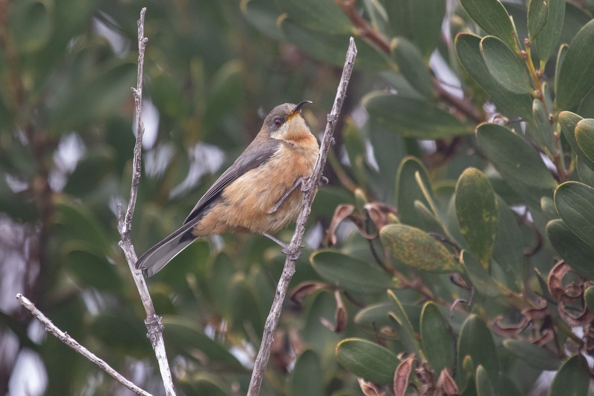 Eastern Spinebill - ML430679931